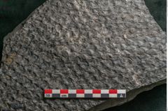 Foto (Detailansicht) von Lepidodendron sp.  (NHMW-GEO-2024-0188-11031)